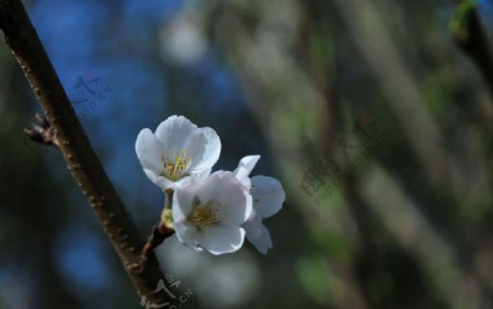 樱花图片