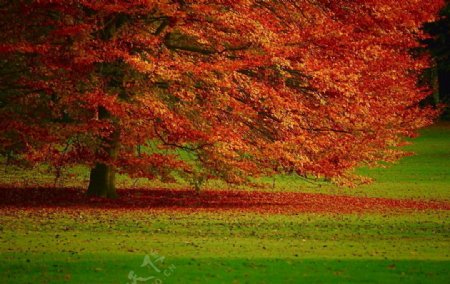 法国的秋天图片