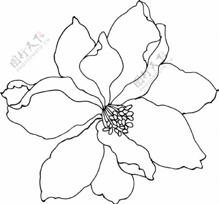 韩国花纹III183植物flower44幅图片