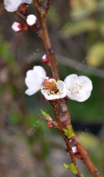 花上的蜜蜂图片