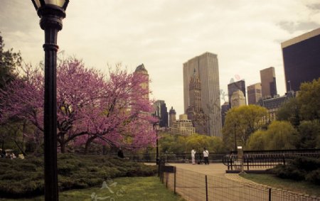纽约美丽的中央公园图片