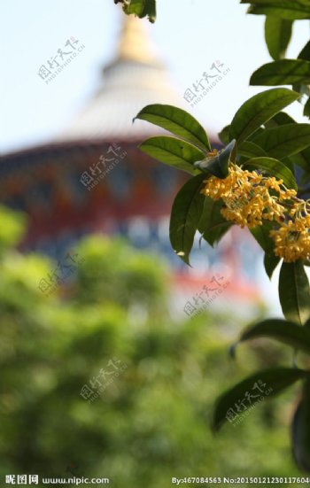 风景桂花图片