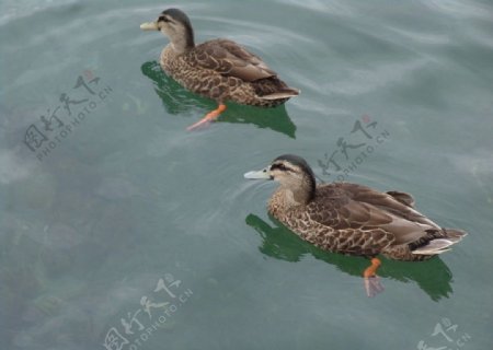 新西兰惠灵顿港口野鸭图片