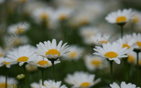 菊花图片