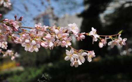 樱花图片