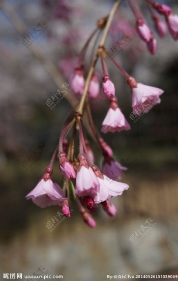 樱花图片