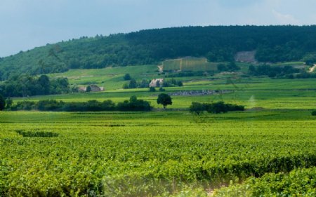 法国第戎葡萄种植园图片