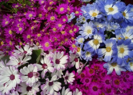 春天花团锦簇图片