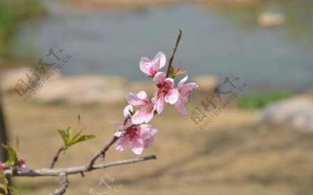 河畔的桃花图片