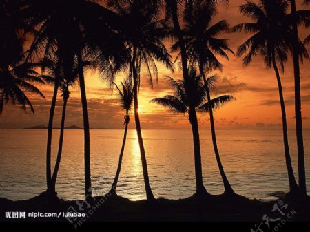 密克罗尼西亚日落棕榈树图片