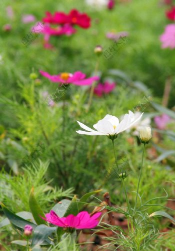 格桑花图片