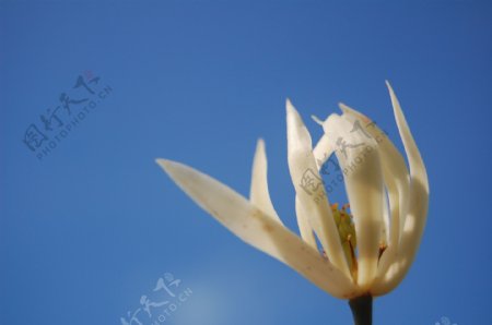 缅桂花图片
