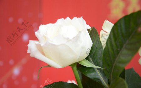 实拍白色玫瑰图片
