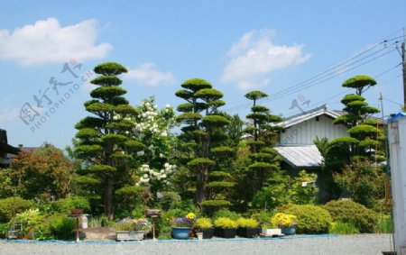 日本民居花园图片