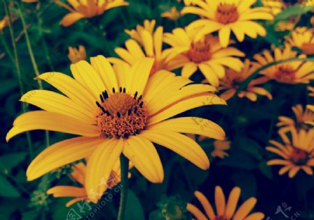 黄色的小花图片