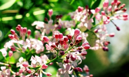 丁香花苞图片