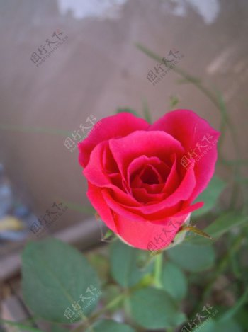 拍摄的玫瑰花素材图片