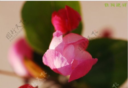 梨花海棠图片