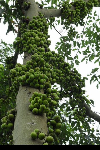 缅甸果树图片