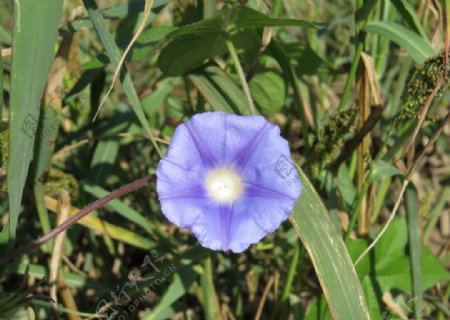 蓝紫色小花图片