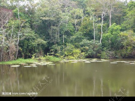 原始森林中的水面图片