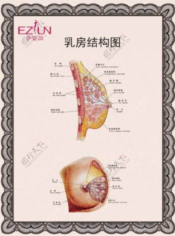 胸部结构图图片