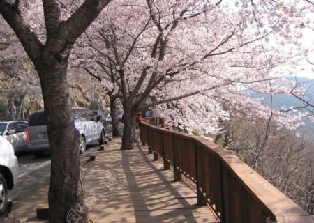 日本櫻花图片