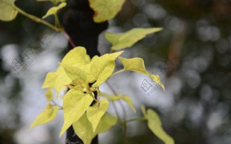 黄色叶子的植物图片