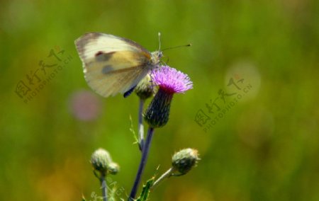 花和白蝴蝶图片