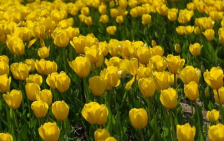 黄色的郁金香花丛图片