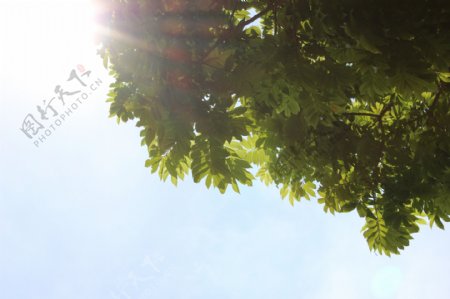 阳光树荫图片