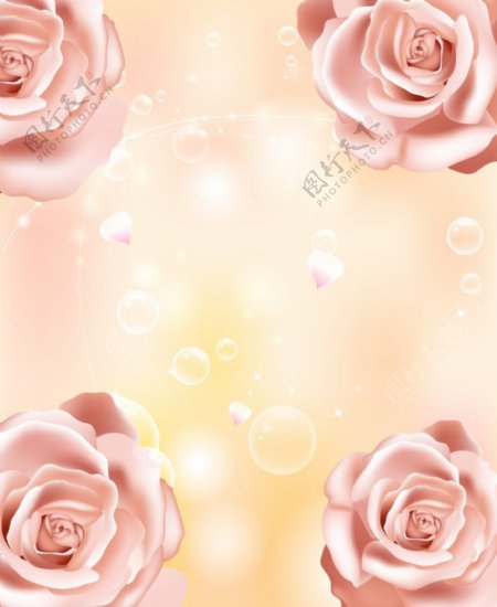 玫瑰泡泡花瓣图片