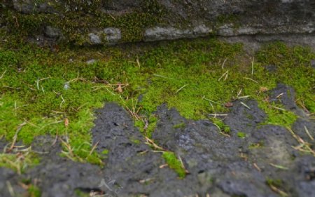 五大连池火山石上的苔图片
