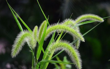 狗尾草植物图片