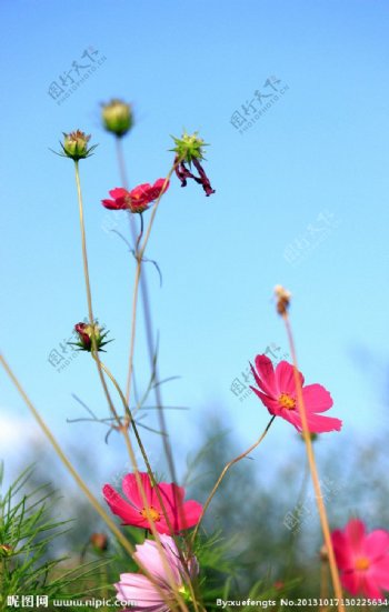 格桑花图片