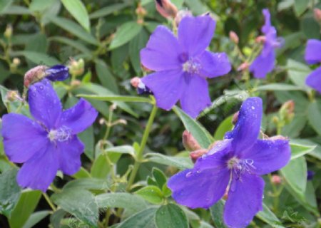 雨后紫花图片
