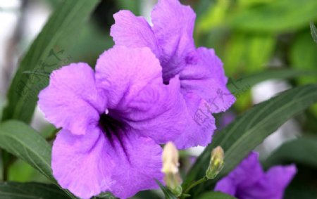 紫花芦莉图片