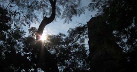西湖泗洲塔图片