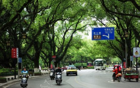 桂林那些绿树成荫的街道图片