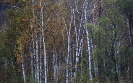 秋天白桦林图片