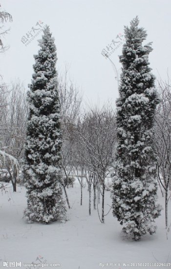 双松缀雪图片