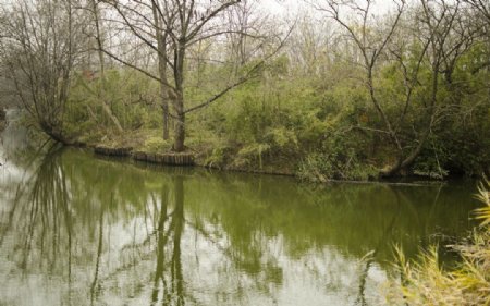湿地场景图片
