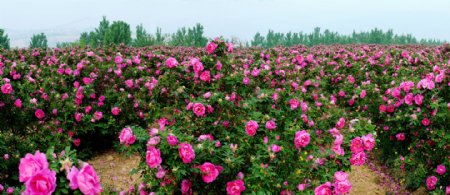 渑池千亩玫瑰园玫瑰谷玫瑰图片