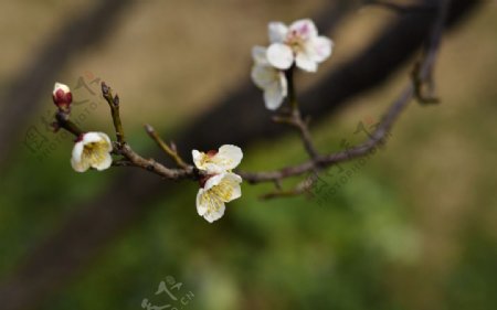 梅花图片