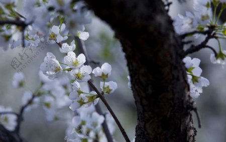 梨花图片