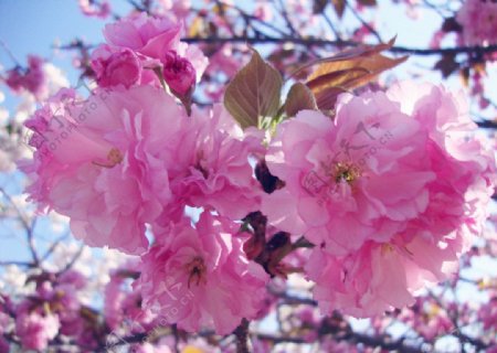 樱花季图片