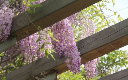 紫藤萝图片