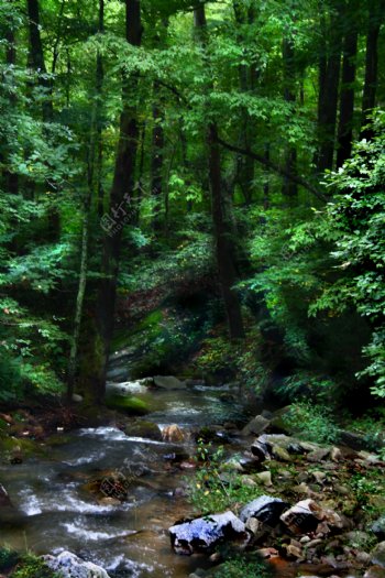 大森林绿色丛林小溪流图片