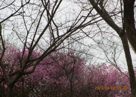 杜鹃花图片