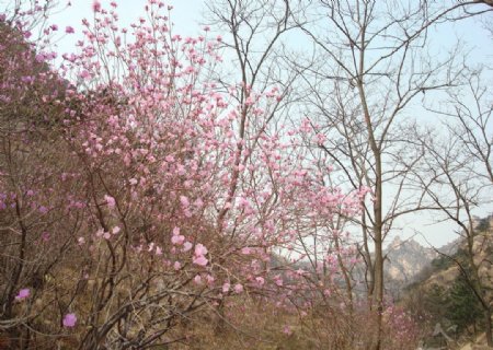 杜鹃花图片